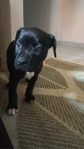 Filhotes de monkey blue ( american bully monster)