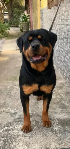 Filhotes de Rottweiler