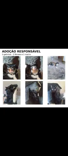 Doação de gatos 
