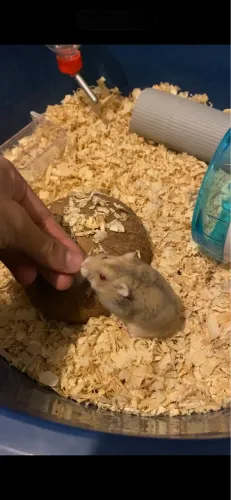 Hamster com tudo