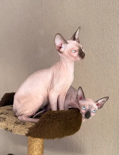 Filhotes Sphynx Fêmeas 