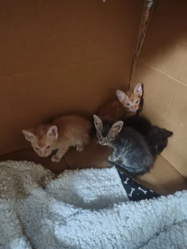 Gatinhos adoção