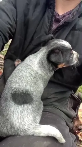 Filhotes de Blue Heeler