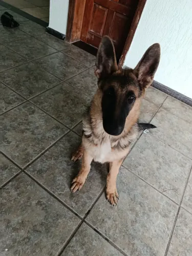 Pastor alemão