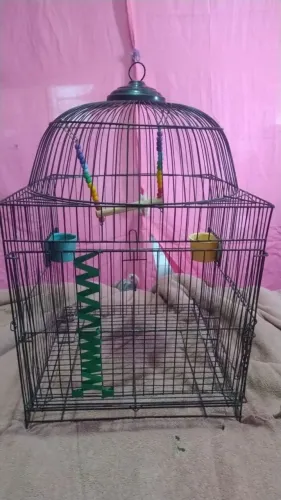 Gaiola preta para agapornis