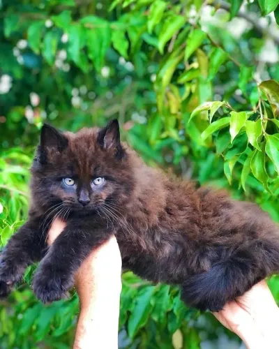 MAINE COON PANTERA MACHO