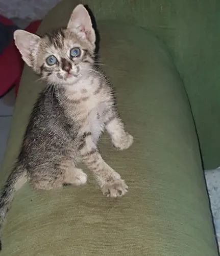 Gatinha tigrada pra doação 