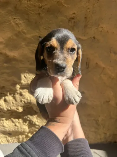 Filhotes de Beagle | Amor que transforma rotinas.