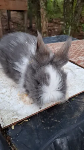 Coelho mini lion