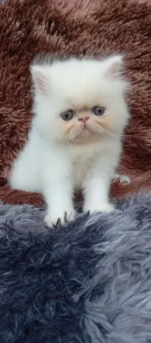 Lindo gatinho persa!