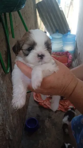 Shit tzu fêmea