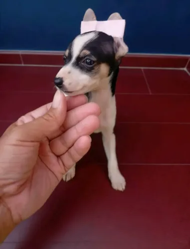 Mini pinscher perfeito pra quem ama pets ativos