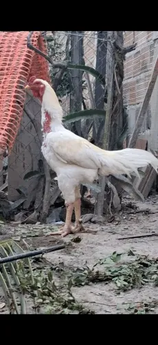 Galo todo branco. Caipira