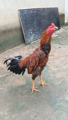 Galo shamo