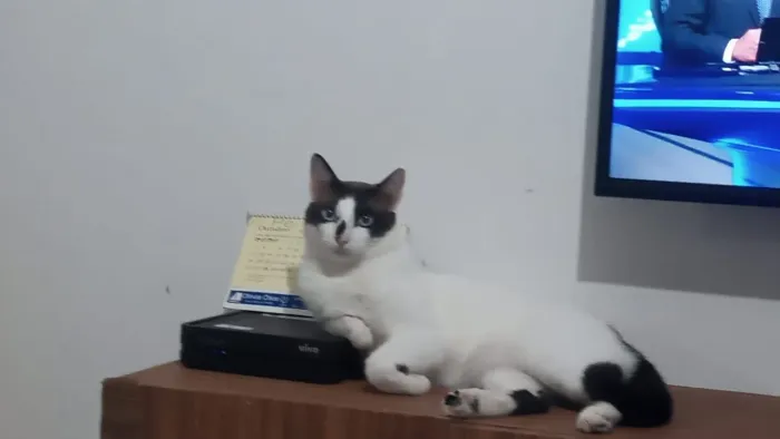 Gato para Adoção