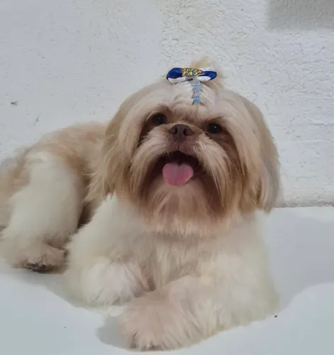 Shih tzu atrás de namorada