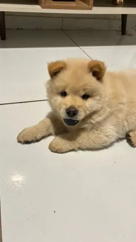 Pet