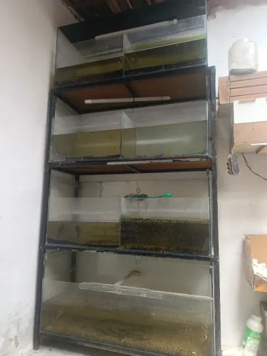 Aquários
