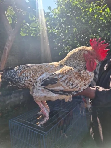Galo carijo dourADO