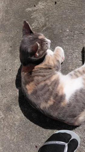 Doa se gatinha castrada