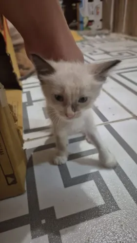 DOA-SE GATINHO
