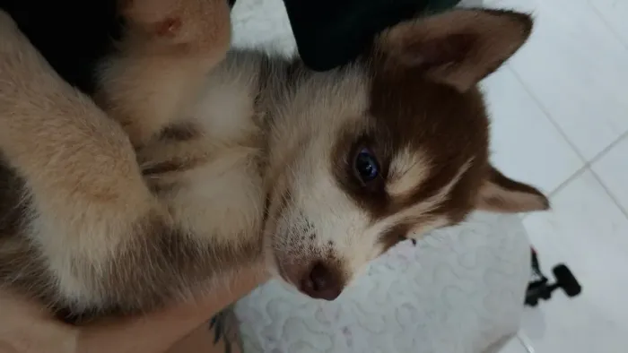 Husk siberiano