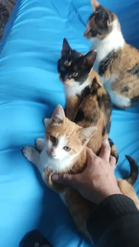 Doação de filhotes de gato