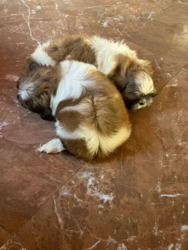 Shitzu com 2 meses