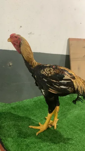 Ovos galados de índio Gigante Fazenda Esperança