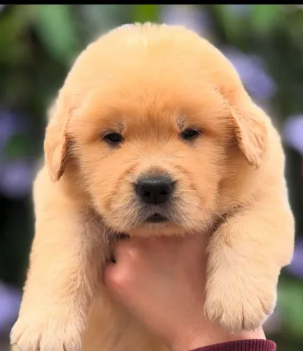 Filhote Chow-chow, Nada como o amor verdadeiro de um cachorro!