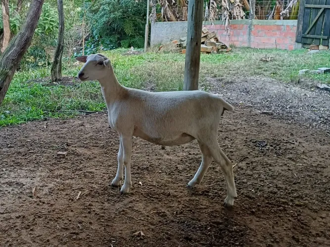 Ovelha Santa Inês 