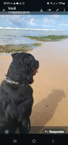 FILHOTES DE ROTTWEILER PUROS