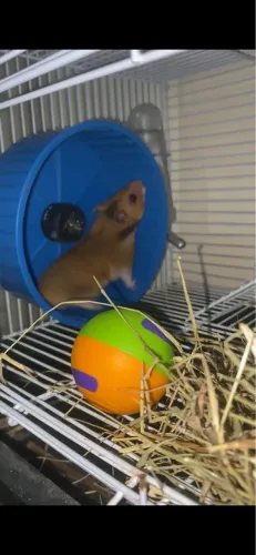 Filhotes de hamster sírio 