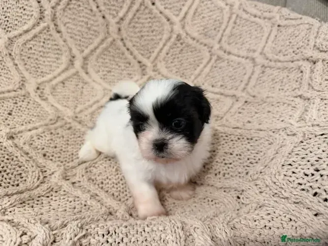 Neném Shih tzu/ shihtzu espertos e cheios de charme