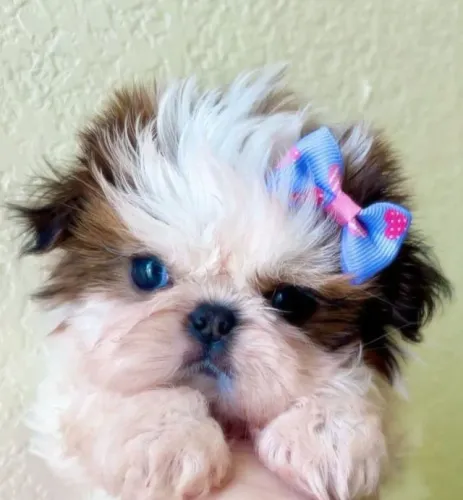 Filhotes de Shih Tzu | Uma experiência cheia de carinho!