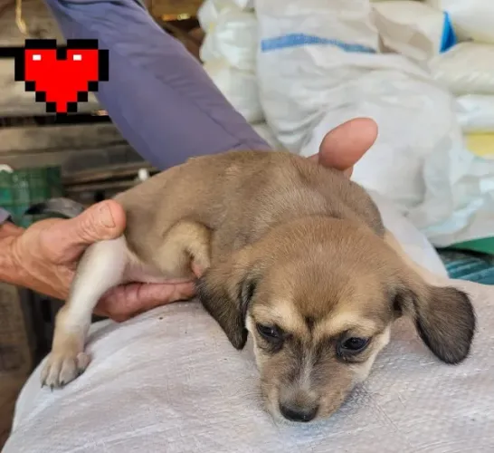 Doação responsável de cachorrinhos sem raça definida