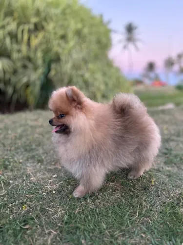 Spitz Anão Macho | De R$ 4.500,00 Por R$ 3.500,00