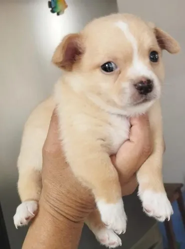 Chihuahuas machos pelo curto