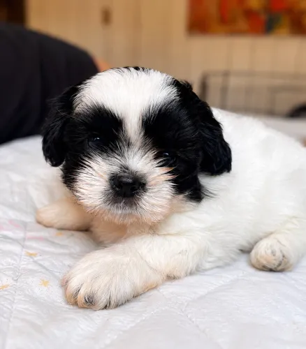 Shih-tzu macho