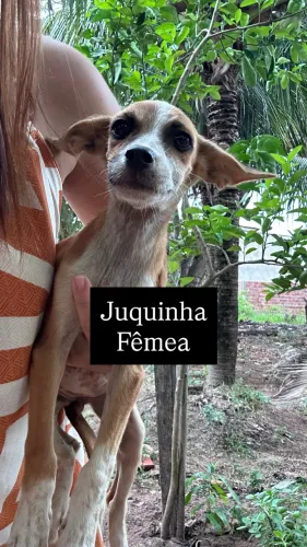 Cachorrinhos para adoção 