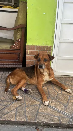 Adoção responsável 