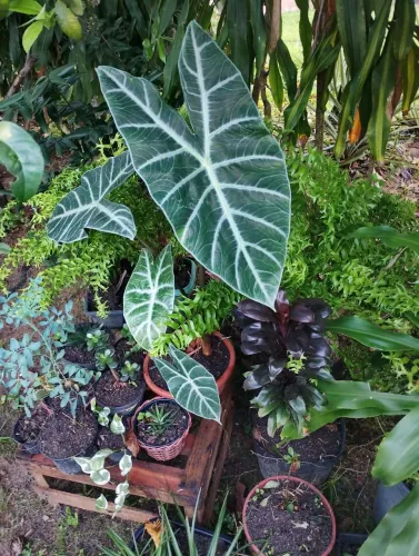 Alocasia