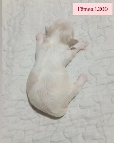 Shihtzu mini fêmeas e machos para reserva