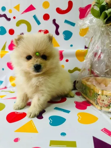 PROMOÇÃO SPITZ ALEMÃO ANÃO