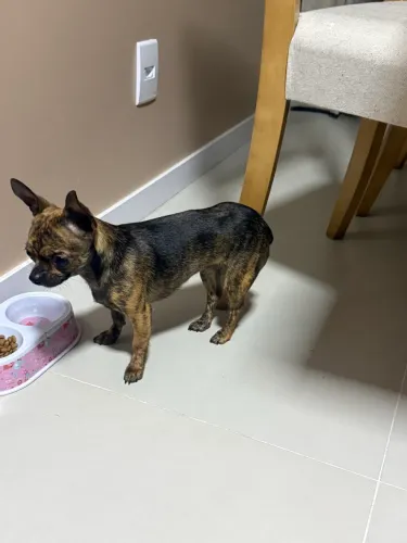 Chihuahua pelo curto