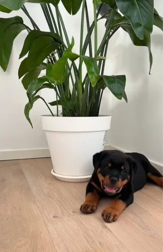 Rottweiler Cabeça de Touro Lindos Filhotes com Pedigree 