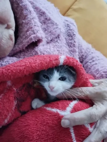 Filhote Gatinho Cinza