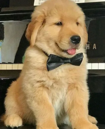 Golden um parceiro para viver o melhor da vida 