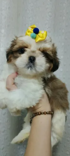 Filhotes Lindos Shih Tzu !!!