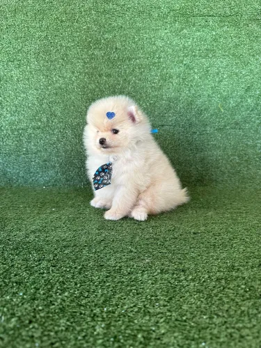 Lulu da pomerania anão 